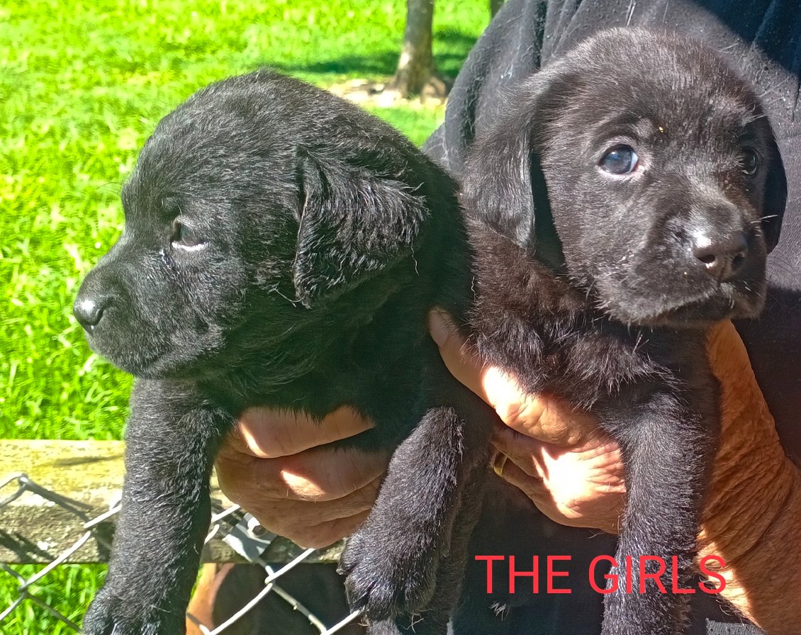 Labrador Black Puppies Rosebird Kennels Grafton Coffs Harbour