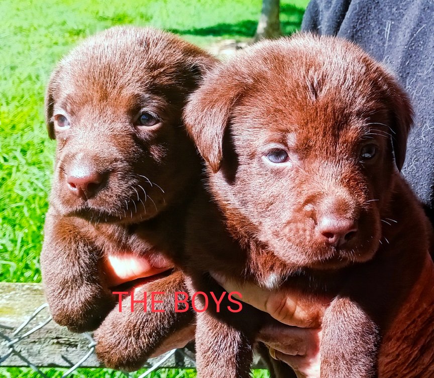 Labrador Chocolate Puppies Rosebird Kennels Grafton Coffs Harbour