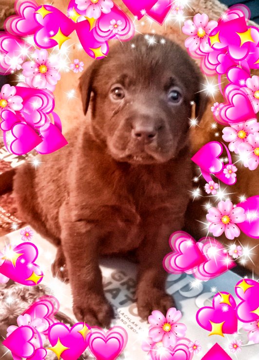 Labrador Chocolate Pupp Rosebird Kennels Grafton Coffs Harbour