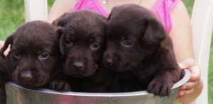 Choc Labrador Puppies