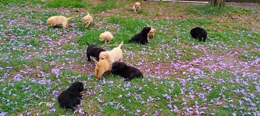 Labrador puppies in Jacaranda blossom